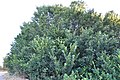 Root-suckers spreading around a field elm