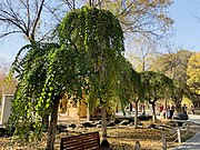 乌鲁木齐市植物园内的倒榆（Ulmus pumila 'Pendula' ）