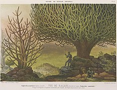 Vue de Kaçane figurant un Euphorbia canariensis, chromolithographie Decan, 1852.