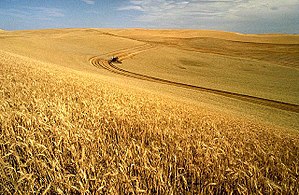 A wheat farm