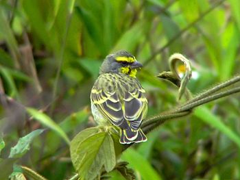 Yellow-fronted Canary - Serinu mozambicus