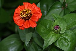 Zinnia x hybrida.jpg