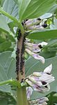 Zwarte bonenluis op tuinboon