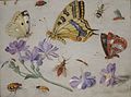 Butterflies, Other Insects, and Flowers, por Jan van Kessel, 1659.