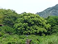 生樹の御門（愛媛県指定天然記念物）