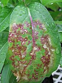 Red ringspot lesions caused by NMV in Gomphrena globosa