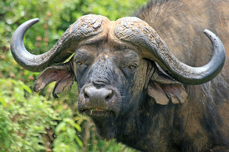 File:African buffalo in Aberdare NP.jpg