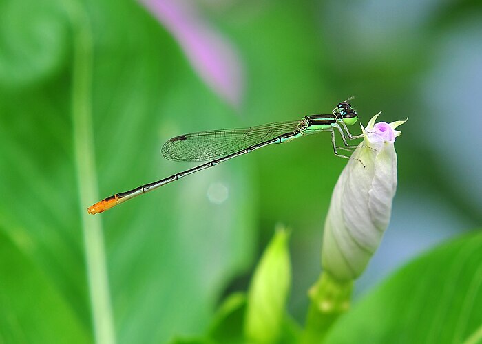 Самец стрекозы Agriocnemis pygmaea