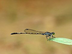 ♂ Agriocnemis splendissima