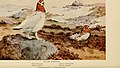 Moorschneehuhn aus dem Werk Alaskan bird-life as depicted by many writers (1914)