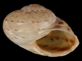 Allognathus graellsianus