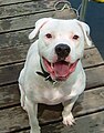 This is an American Bulldog from the Wiki page on American Bulldogs