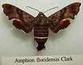 Miniatuur voor Amphion (vlinder)