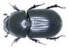 Agrilinus ater