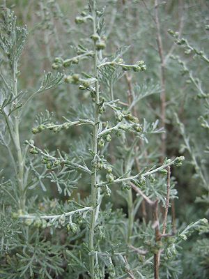 Röökelbosk (Artemisia maritima)