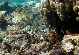 Un poisson-trompette de l'indo-pacifique (Aulostomus chinensis)