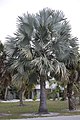 The silvery leaves of Bismarckia nobilis make it a popular palm in cultivation