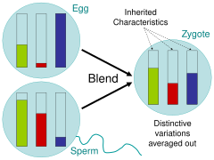 Blending inheritance leads to the averaging out of every characteristic, which as the engineer Fleeming Jenkin pointed out, makes evolution by natural selection impossible. Blending Inheritance.svg