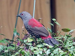 Краплик північний (Euschistospiza dybowskii)