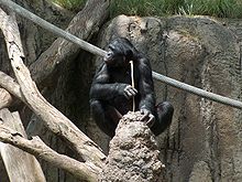 A bonobo fishing for termites with a prepared stick BonoboFishing04.jpeg