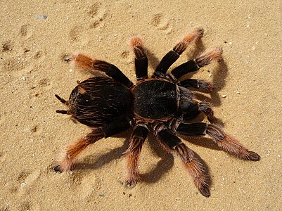 Brachypelma klaasi