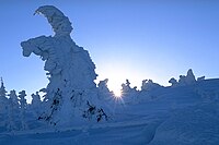 Zasněgowane bomy na górje Brocken, góriny Harz, Nimska