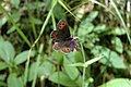 Papillon sur une fleur dans un bois autour du Weidachsee à Leutasch