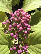 Callicarpa japonica, fruits