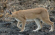 The Caracal Caracal - Flickr - Ragnhild & Neil Crawford (cropped).jpg