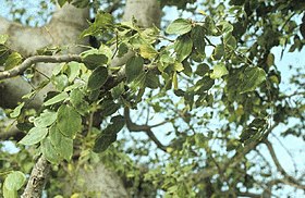 Celtis integrifolia