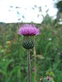 Cirsium canum