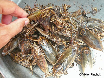 Cockroaches, very tasty (Cambodia, 2013) — Tasting strange (from a European point of view) dishes is an important component of cultural travel