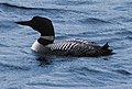 Great northern diver Gavia immer islom