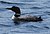 Common Loon.jpg