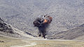 Image:Controlled explosion of muntions turned in under an amnesty program in Laghman Province, Afghanistan.jpg