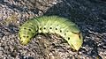 Convolvulus Hawk-moth caterpillar