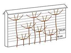 De g. à d. : cordon Charmeux horizontal (1830), cordon Charmeux vertical alterné (1852), cordon Charmeux vertical opposé.