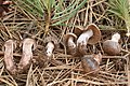 !Cortinarius erythrinus sin. Cortinarius vernus!