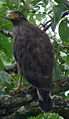 Crested serpent eagle