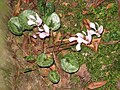 Cyclamen cilicium flowers & leaves