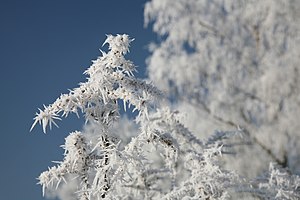 Hoar frost or soft rime on a cold winter day i...