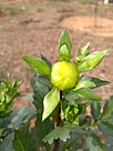 Dahlia flower buds 1.jpg