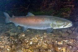 Danube Salmon - Huchen (Hucho hucho) swimming against the current underwater in the Drina river.