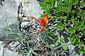 Desert Paintbrush flower