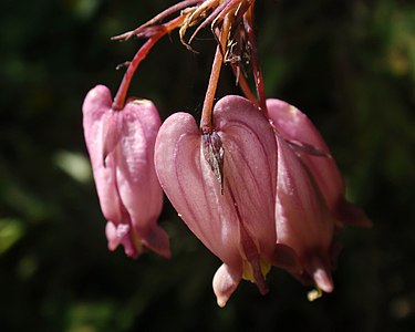 Dicentra formosa בפארק