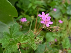 Description de l'image Erodium chium Tenerife 1.jpg.