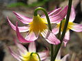 Erythronium purpurascens en fin de floraison