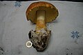 Esemplare gigante di Amanita caesarea