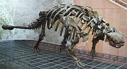 Euoplocephalus tutus.jpg