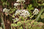 Miniatura para Eupatorium formosanum